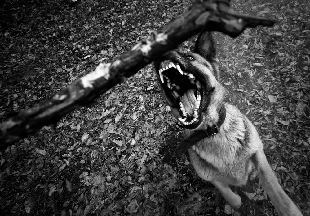 Dog bite injury lawyer Hartford, CT