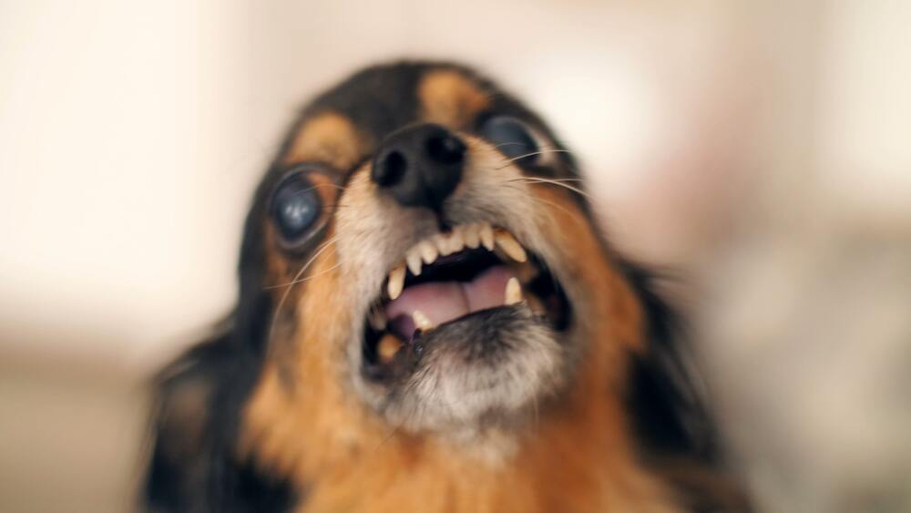 Dog bite injury lawyer Hartford, CT FAQs